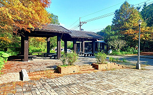 搶拍秋冬獨有美景！南港「這處」落羽松秘境悄轉紅