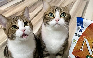 虎斑貓撿回流浪貓！「顏值100%複製」超傻眼