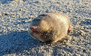 全是狗狗功勞！1生物滅絕87年首現身