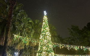 聖誕節將至！買裝飾要小心了 防檢署：違規輸入植物產品可罰15萬
