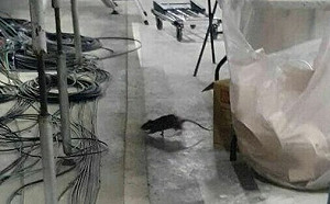 大巨蛋鼠輩橫行！許淑華PO老鼠咬線材照憂影響轉播 遠雄竟怪「觀眾飲食」