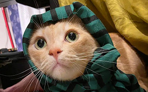 貓語言爆紅！「神秘音檔=寶貝過來」超神奇