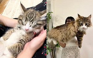 光速膨脹變仙氣巨獸！呆萌奶喵暴風成長