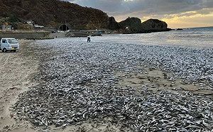 核汙水害的? 日沿海一周內出現2次大量死魚 日政府急駁英媒報導