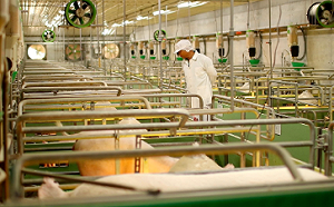 花23年守住台灣豬招牌！非洲豬瘟卻有新變種  農業部：「這一事」千萬別做