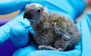 禿頭小雛鳥誕生專家超振奮！原因曝光了