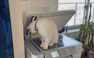 (影)超萌形狀融化170萬人！他爽獲高清貓肉球照