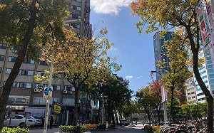 紅葉美景！北市中華路林蔭大道葉片轉紅  越冷越美