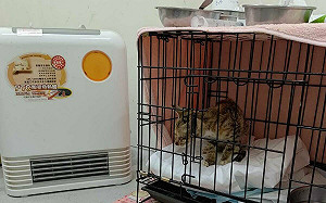 寒流來襲！台北市動物之家啟動防寒機制伴毛孩