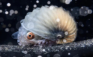 超仙紙鸚鵡螺奪冠！水下攝影大賽得獎名單曝