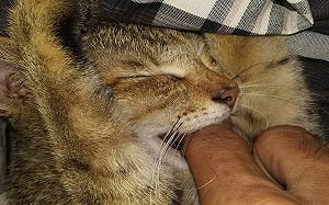 貓咪常「咬一口又舔人」在幹嘛！行家曝原理