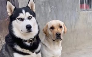 哈士奇交配拉布拉多生5萌狗！成年長相曝光