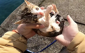 結局竟改變命運！YouTuber海中撈出三花幼貓