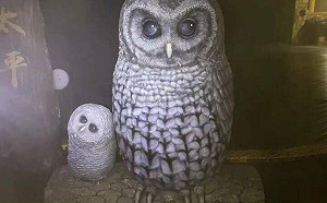 終於下雪了！太平山攝氏零下6度降今年首次瑞雪 遊客深夜興奮尖叫