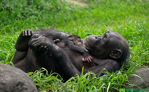 野生白鼻心誤闖動物園展區！慘遭黑猩猩摔地身亡 園方：將再增防範措施