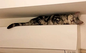 貓咪在家失蹤找不到！飼主抬頭一看傻眼