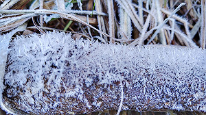 寒流發威！大雪山降瑞雪美景曝光 林業署：仍有機會看到飄雪