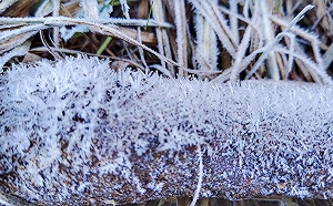 寒流發威！大雪山降瑞雪美景曝光 林業署：仍有機會看到飄雪