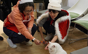 貓咪不甩餵食 蕭美琴自嘲：我們是奴才