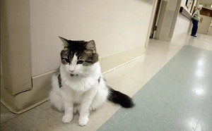 預知百位病患死期！傳奇治療貓奧斯卡事蹟