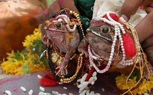 無奈的「蛙生」？ 印度久旱祈雨抓2蛙結婚 2個月大雨成災 又叫它們離婚