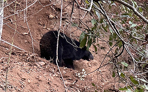 台灣黑熊梨山部落誤中陷阱！林業署：評估無虞後儘速野放