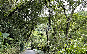 65種蕨類主題導覽！到烏來內洞探索「蕨類世界」奇幻魅力