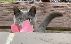 抓到浪漫送花賊驚呆！她房間每天鋪滿鮮花