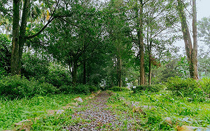 南投生態旅遊！埔里社區129棵老樹林立  綠意盎然如仙境