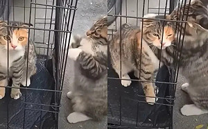 最好的朋友再見！虎斑貓趴鐵籠「緊抱同伴」