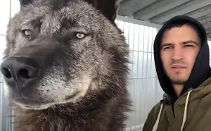 俄羅斯男救了流浪小狗！養一養變「大灰狼」