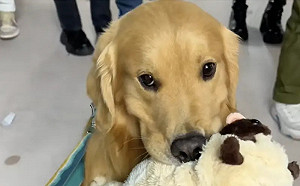 主人見金額腿軟！狗狗挑禮物選玩偶界愛馬仕