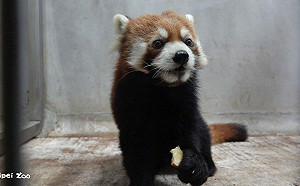 再添生力軍！超萌日本小貓熊抵台 園方曝最快亮相時間