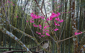 阿里山公路沿途櫻花開 元旦連假吸遊客駐足