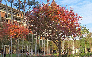 追楓林美景拍美照！寒流加持  北市「3街道」楓葉轉紅