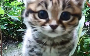 非洲最致命的不是獵豹！超萌小貓是致命殺手