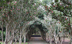 繽紛花卉免費賞！台北茶花展1/5登場 「花海隧道」超好拍