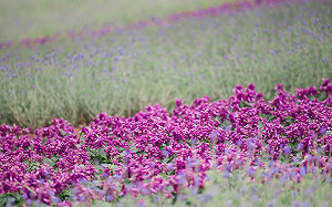 北投三層崎公園春節換新妝！2萬盆薰衣草營造紫色浪漫