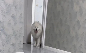 薩摩耶遭惡整！騙進棉被放屁「笑容全消失」