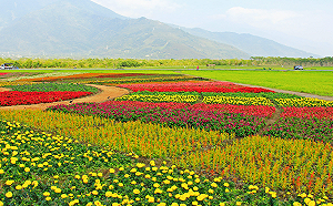 旅行業不得私自攬客！觀光署：無照攬客重罰50萬