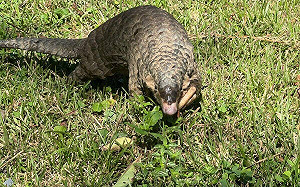 穿山甲屏東車城現蹤跡！林業保育署：掃墓用火避免破壞動物棲地