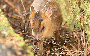 遺憾！玉山遊客跨年「搶拍」落單幼羌   找不到媽失溫凍死