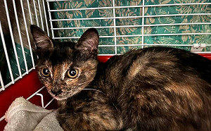 帶毛小孩回國！符合「2條件」免7天隔離