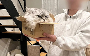 剩一顆貓頭！主人拿起小紙箱傻眼：根本液體