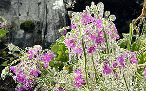 武陵農場成「冰晶世界」！美照曝光上千人狂讚：美極了