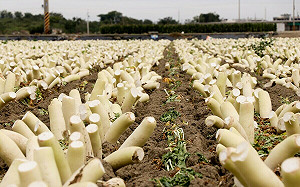 驚！布袋鎮白蘿蔔全被砍頭？！地方達人曝：做菜脯的「準備工作」