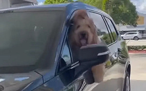 貴賓犬加油站狂按喇叭！主人嘆：講不聽