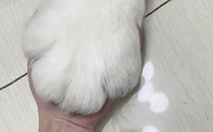 肉掌比人手大！家養「仙白巨獸」真身曝光