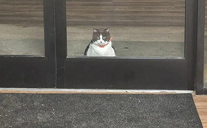 每天早上六點現身！老闆認證：貓客人是VIP