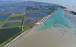 台南七股「漁電共生」影響養殖戶生計？漁業署：109年起無新增光電案場